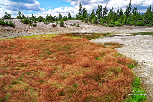 Végétation dans la zone de sources thermales de Norris geyser basin
Parc national de Yellowstone, Wyoming, USA
Mots-clés: source_thermale yellowstone wyoming usa categ_ete