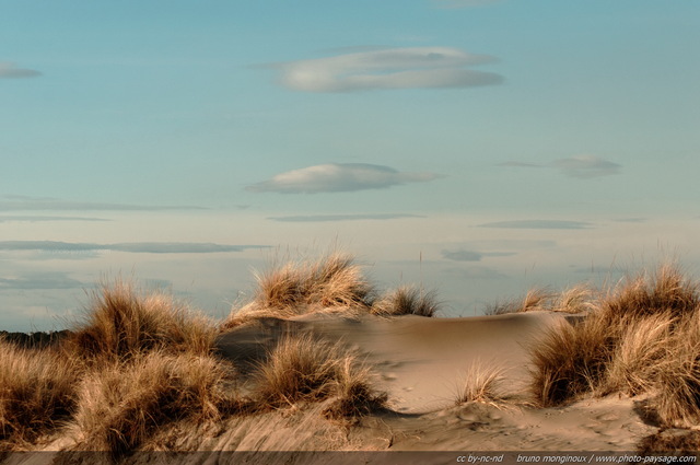 Végétation dunaire sur la plage de l\'Espiguette
Massif dunaire de l'Espiguette
Le Grau du Roi / Port Camargue (Gard). 
Mots-clés: camargue gard mediterranee littoral mer dune sable plage vegetation_dunaire languedoc_roussillon