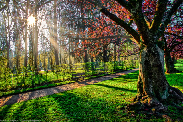 Un vieux cerisier en fleurs 
Parc de Sceaux, Hauts-de-Seine 
Mots-clés: Cerisier printemps plus_belles_images_de_printemps rayon_de_soleil_en_foret