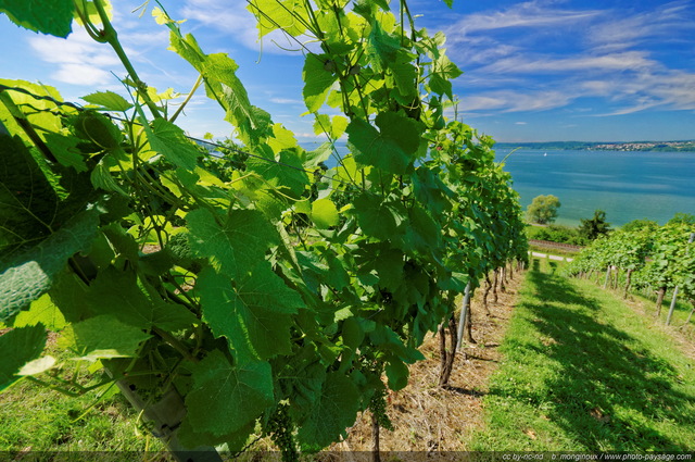 Dans les vignes, au bord du lac de Constance
Allemagne
Mots-clés: allemagne categorielac vigne feuille categorielac