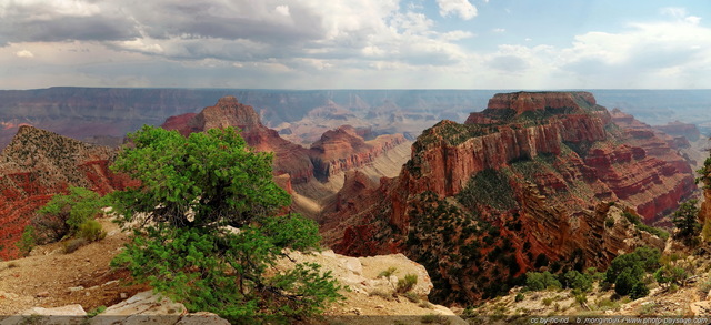 Grand Canyon : vue panoramique depuis Cape Royal
[i](assemblage panoramique HD)[/i]
Parc National du Grand Canyon (North Rim), Arizona, USA
Mots-clés: grand-canyon north-rim arizona usa nature montagne categ_ete photo_panoramique les_plus_belles_images_de_nature