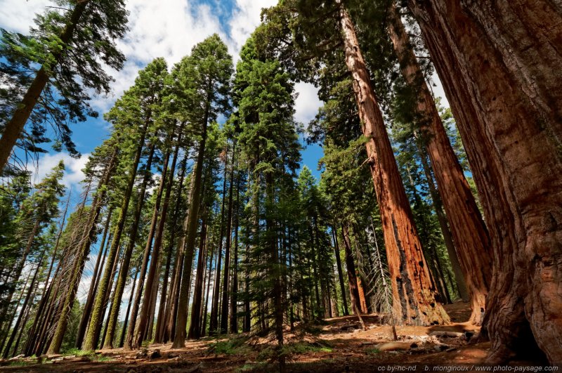 Pins et séquoias dans le bois de Mariposa Grove
Parc National de Yosemite, Californie, USA
Mots-clés: yosemite californie usa categ_ete sequoia foret_usa conifere