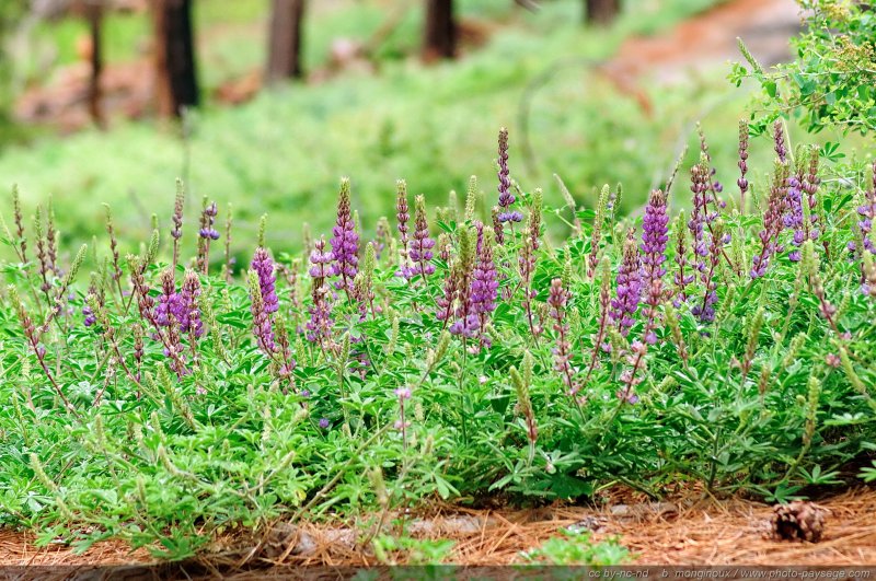 Fleurs sauvages dans la forêt de Mariposa Grove
Parc National de Yosemite, Californie, USA
Mots-clés: yosemite californie usa autres_fleurs foret_usa