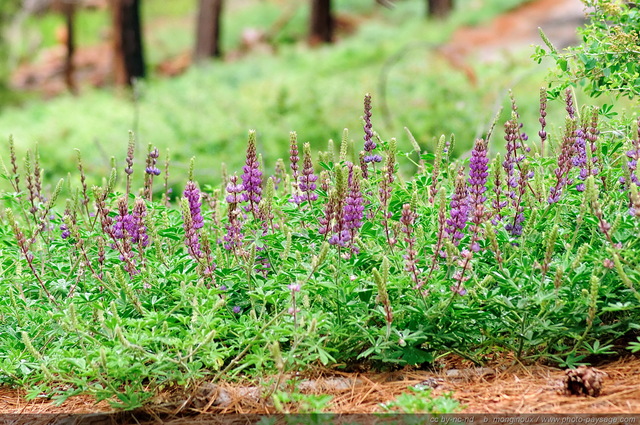 Fleurs sauvages dans la forêt de Mariposa Grove
Parc National de Yosemite, Californie, USA
Mots-clés: yosemite californie usa autres_fleurs foret_usa