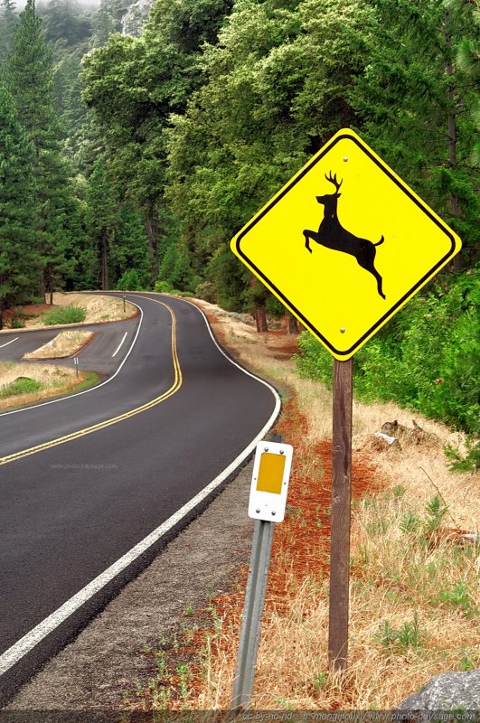 Yosemite : traversée d'animaux sauvages
Parc National de Yosemite, Californie, USA
Mots-clés: yosemite californie usa routes_ouest_amerique foret_usa cadrage_vertical