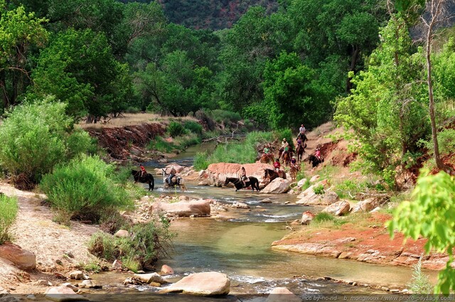 Zion  - Traversée à  cheval de la Virgin River
Zion National Park, Utah, USA

Mots-clés: usa utah park zion nature categ_ete riviere cheval animaux_de_la_ferme