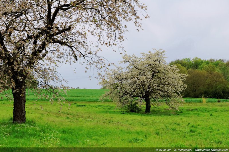 Arbres en fleur dans les champs franciliens
Mots-clés: fleurs champs campagne printemps regle_des_tiers arbre_en_fleur ile-de-france ile_de_france rural