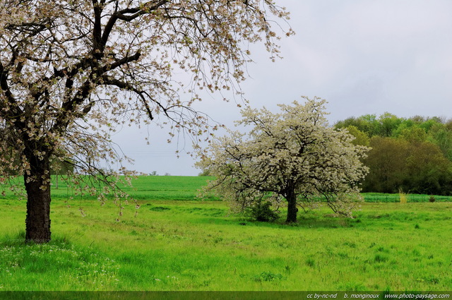 Arbres en fleur dans les champs franciliens
Mots-clés: fleurs champs campagne printemps regle_des_tiers arbre_en_fleur ile-de-france ile_de_france rural