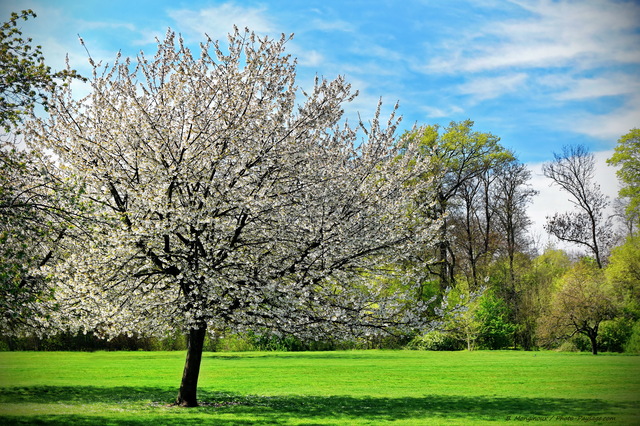 Arbre en fleurs en avril
L'éveil de la nature au printemps
Mots-clés: plus_belles_images_de_printemps