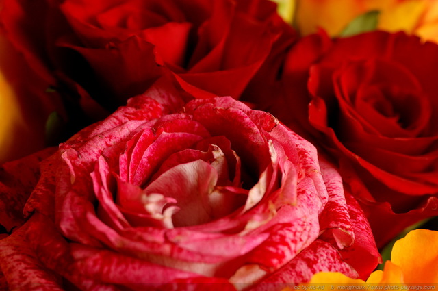 Un joli bouquet de roses...
Mots-clés: fleurs rose jaune rouge bouquet st-valentin