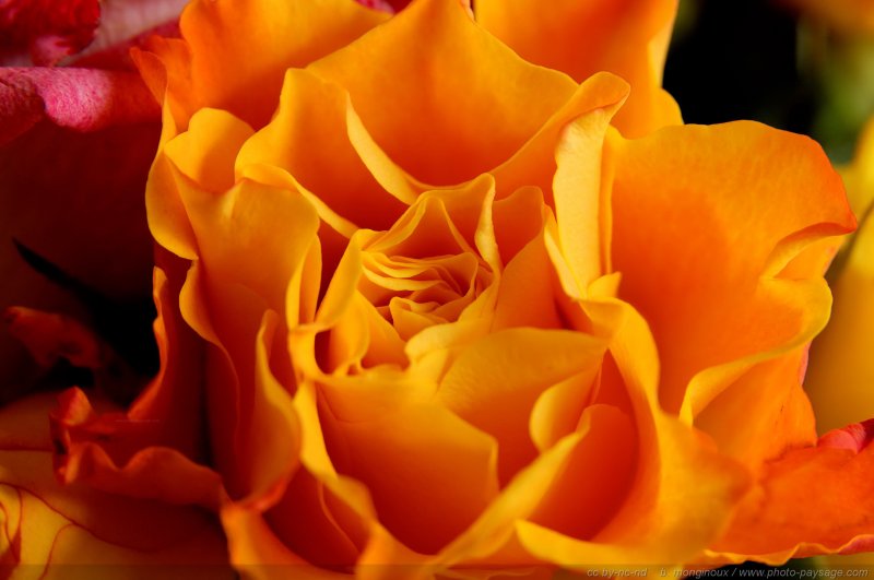 Bouquet - Rose orange
Mots-clés: fleurs rose orange bouquet st-valentin