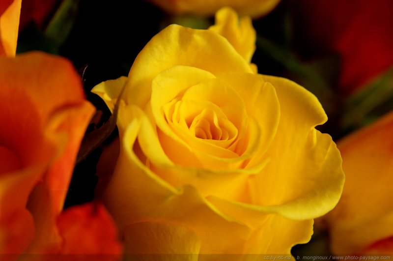 Bouquet - Rose Jaune
Mots-clés: fleurs rose jaune bouquet st-valentin