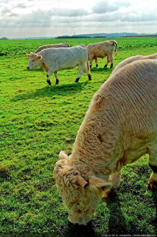 Bovins
Quelques boeufs photographiés dans
la campagne normande.
Mots-clés: animaux_de_la_ferme vache boeuf champs normandie cadrage_vertical