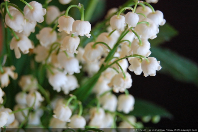 Un bouquet de muguet pour le 1er mai
Mots-clés: fleurs muguet muguet printemps bouquet macrophoto fleurs_des_bois