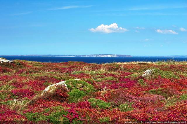 Landes en fleur sur Cap Sizun
Pointe du Van, 
Finistère, Bretagne
Mots-clés: landes champs_de_fleurs bruyere pointe-du-van cap-sizun bretagne finistere fleurs mer ocean mer-d-iroise categ_ete