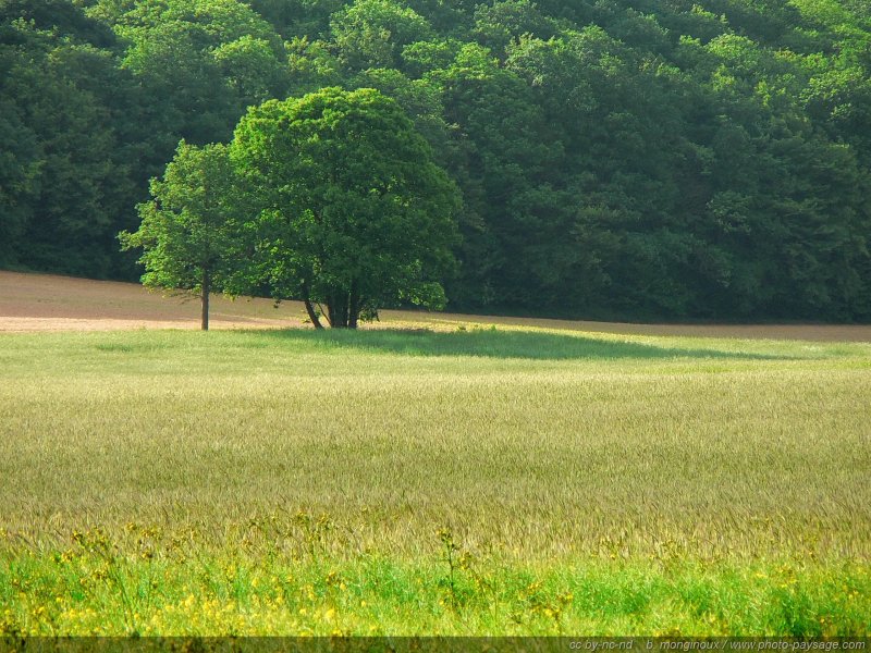 Une image de campagne : des arbres au bord d'un champs
Yvelines, France
Mots-clés: champs campagne yvelines culture rural ile-de-france ile_de_france rural campagne