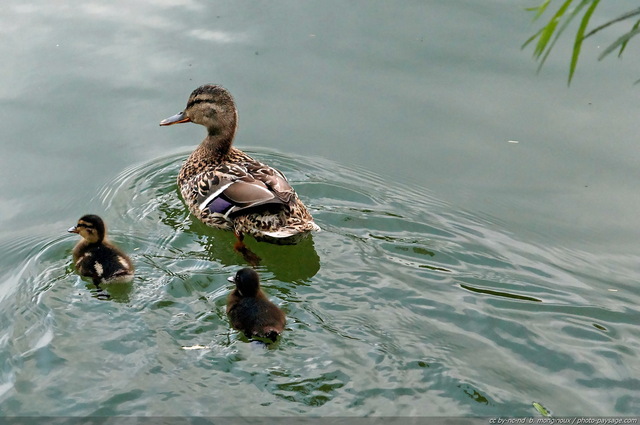 Une cane et ses canetons
Mots-clés: canard caneton oiseau animal cane etang mare oisillon