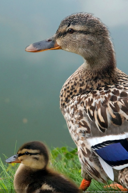 Portrait d'une cane et de son caneton
Mots-clés: canard caneton oiseau animal cane etang mare oisillon cadrage_vertical