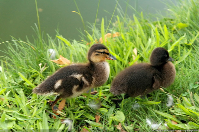 Canetons
Mots-clés: canard caneton oiseau animal oisillon herbe