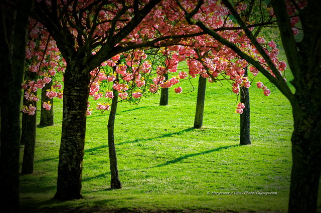 A l'ombre d'un cerisier fleuri
[Images de printemps]
Mots-clés: printemps cerisier herbe pelouse