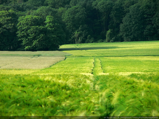 Champs de blé
Essonne, France
Mots-clés: champs essonne culture campagne rural chemin_a_travers_champs categ_ble ile-de-france ile_de_france rural campagne