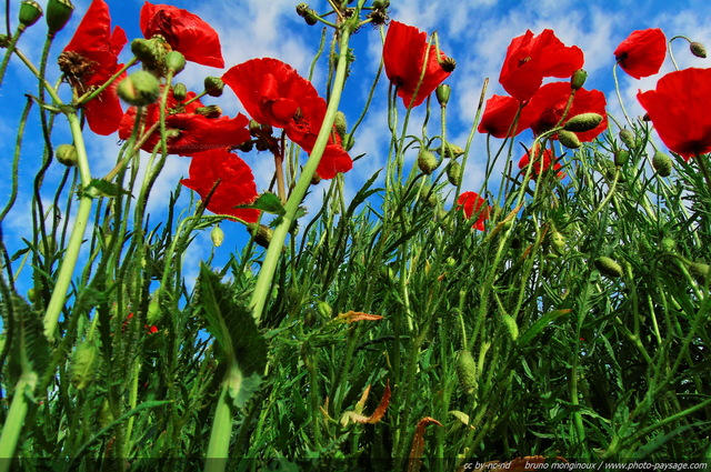 En plein champs de coquelicots
Yvelines, France
Mots-clés: plus_belles_images_de_printemps champs campagne yvelines fleurs coquelicot st-valentin rural ile-de-france ile_de_france rural campagne