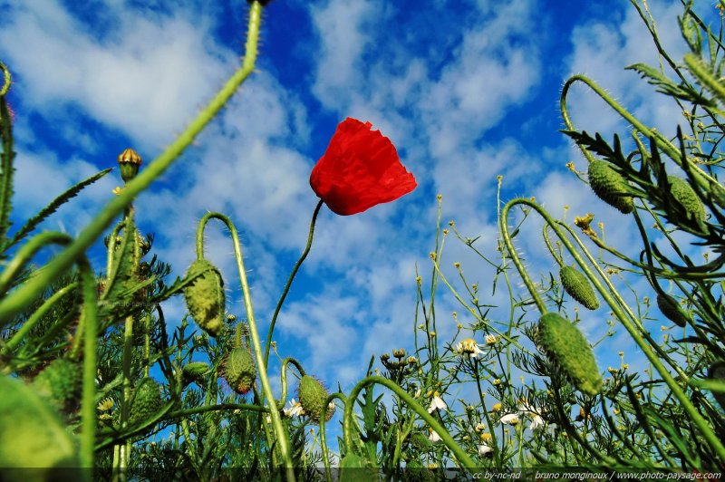 Un coquelicot sur fond de ciel bleu
Yvelines, France
Mots-clés: fleurs yvelines coquelicot st-valentin