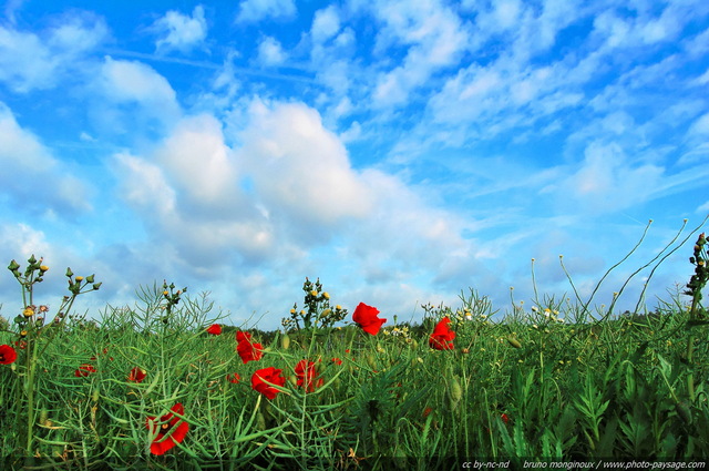 Champs de coquelicots sous un beau ciel bleu
Un champs de coquelicots sur fond de ciel bleu, photographié dans le département des Yvelines (France).
Mots-clés: champs_de_fleurs champs campagne yvelines fleurs coquelicot printemps st-valentin rural ile-de-france ile_de_france rural campagne