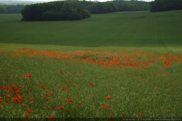 Des coquelicots dans les champs
Essonne, France
Mots-clés: champs_de_fleurs champs campagne essonne fleurs coquelicot printemps st-valentin rural ile-de-france ile_de_france rural campagne