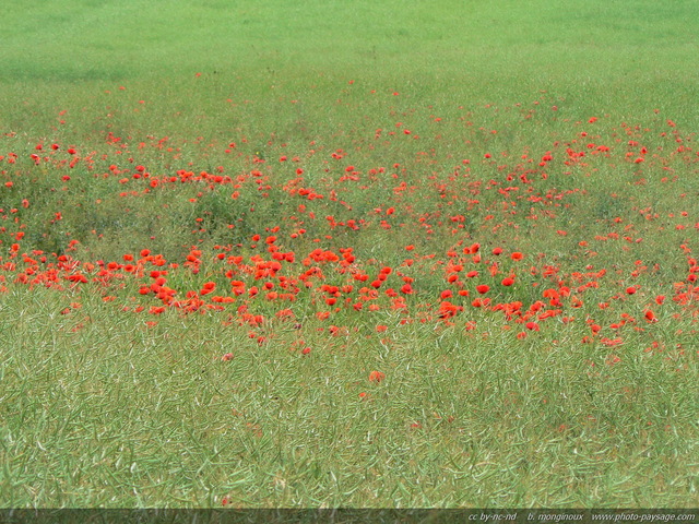 Champs de coquelicots
Essonne, France
Mots-clés: champs_de_fleurs plus_belles_images_de_printemps les_plus_belles_images_de_nature champs campagne essonne fleurs coquelicot printemps st-valentin rural ile-de-france ile_de_france rural campagne