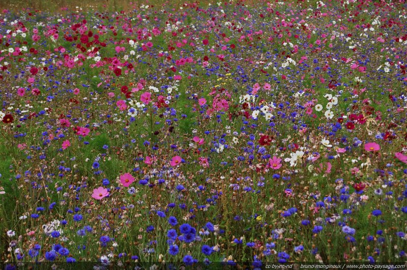 Champs de fleurs
Mots-clés: fleurs champs fleuri st-valentin les_plus_belles_images_de_nature champs_de_fleurs