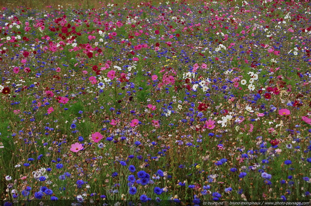 Champs de fleurs
Mots-clés: fleurs champs fleuri st-valentin les_plus_belles_images_de_nature champs_de_fleurs