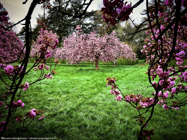 Cerisiers en fleurs - Hanami à  Sceaux
Parc de Sceaux, Hauts de Seine
Mots-clés: Printemps plus_belles_images_de_printemps cerisier