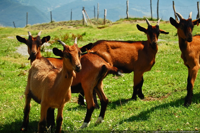 Chevreaux
Mots-clés: animal chevre