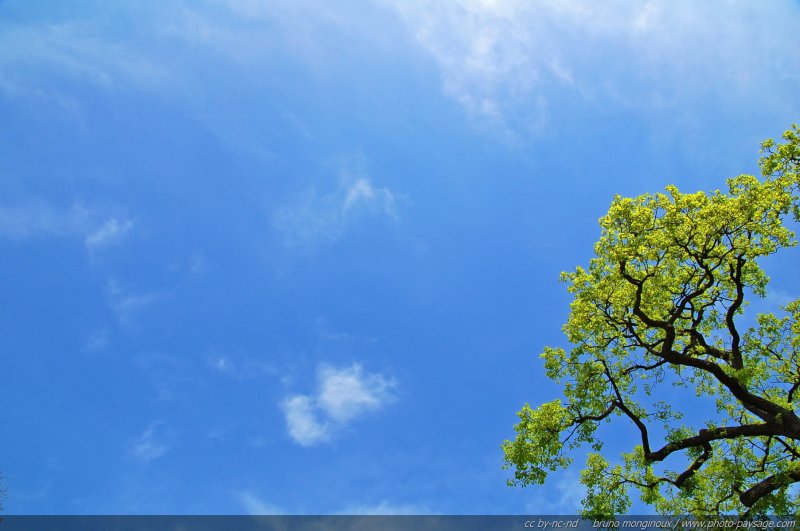 C'est le printemps
Cime d'un chêne se détachant sur un fond de beau ciel bleu printannier
Mots-clés: cime printemps chene ciel_bleu ciel_d_en_bas