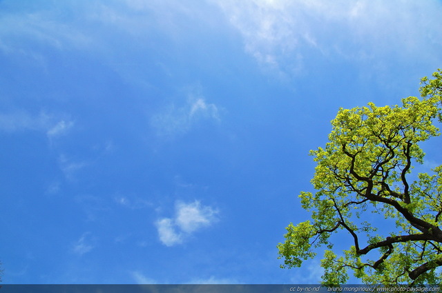 C'est le printemps
Cime d'un chêne se détachant sur un fond de beau ciel bleu printannier
Mots-clés: cime printemps chene ciel_bleu ciel_d_en_bas