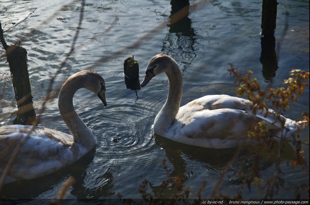 Un couple de cygnes sauvages sur la Marne
[Une balade en bord de Marne]
Mots-clés: marne seine_et_marne cygne oiseau animaux