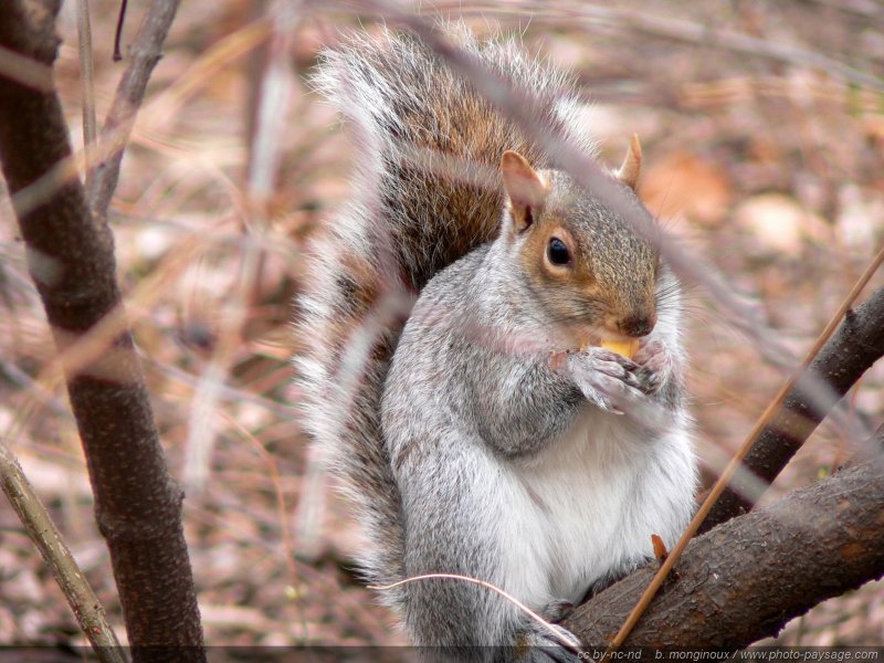 Un écureuil pris sur le vif dans Central Park
Central Park, New York, USA
Mots-clés: usa new-york etats-unis categ_animal ecureuil central-park