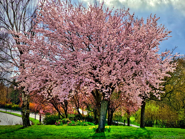 Le printemps est là  
Un magnifique arbre en fleurs 
Mots-clés: Printemps arbre_en_fleur