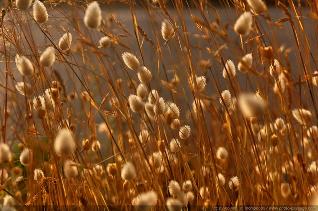 Couleurs de provence
De belles plantes photographiée sur le bord d'un petite route sur les hauteurs de Cap Canaille
Mots-clés: fleurs provence calanques