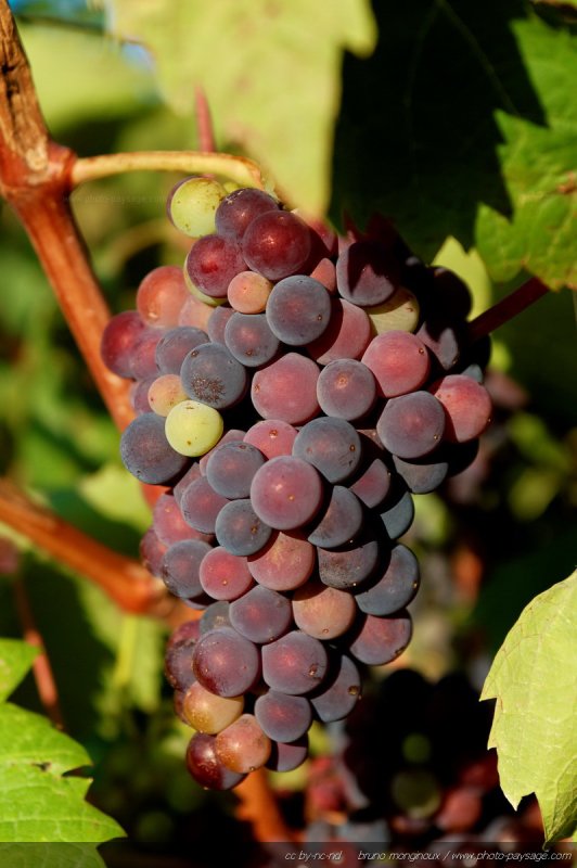 Grappe de raisin
Photographiée dans le vignoble héraultais
Mots-clés: vigne herault raisin ete herault cadrage_vertical