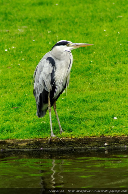 Héron
Lac des Minimes, Bois de Vincennes, Paris.
Mots-clés: paris animaux oiseau heron categorielac cadrage_vertical