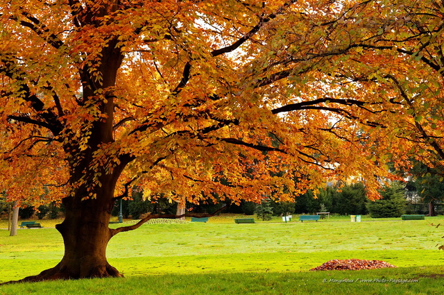 Hêtre en automne
Parc Montsouris, Paris, France
Mots-clés: arbre_remarquable regle_des_tiers belles-photos-automne paris jardin montsouris automne hetre pelouse les_plus_belles_images_de_nature