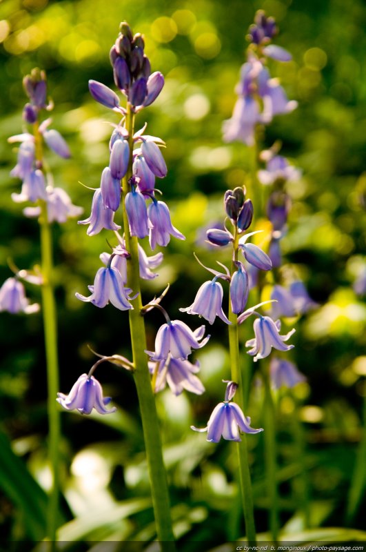 Jacinthes bleues
Mots-clés: printemps jacinthe fleurs fleurs_des_bois cadrage_vertical