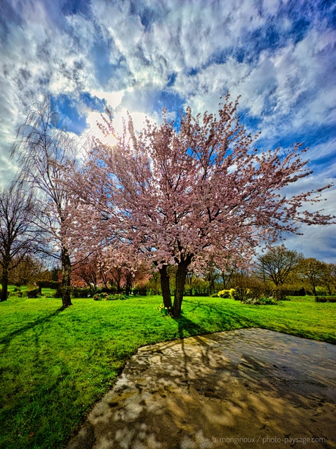 Magnifique arbre en fleurs 
Le printemps est là  !
Mots-clés: arbre_en_fleur printemps cadrage_vertical contre-jour