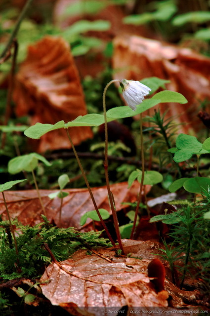 Une oxalis des bois en fleur dans les sous-bois
L' oxalis des bois, une plante qui pourrait faire penser à  un trèfle, si ce n'est sa fleur au printemps qui permet de le distinguer.
[Promenade dans les bois...]
Mots-clés: fleurs_des_bois printemps oxalis_des_bois cadrage_vertical