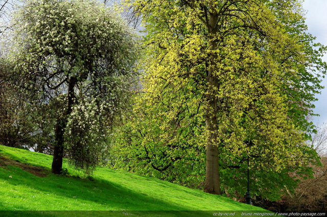 Des arbres en fleur au printemps à  Paris
Parc Montsouris
Mots-clés: paris jardin pelouse herbe printemps fleurs les_plus_belles_images_de_nature plus_belles_images_de_printemps