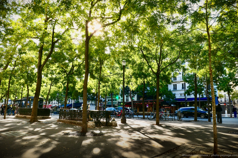 Jungle urbaine
Le soleil passe à travers les feuillages des arbres, boulevard Bonne Nouvelle à Paris
