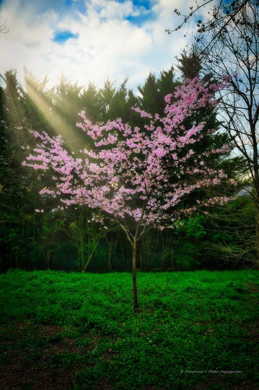 Rayons de soleil printaniers
Un bel arbuste en fleurs un jour de printemps
Mots-clés: printemps arbre_en_fleur cadrage_vertical