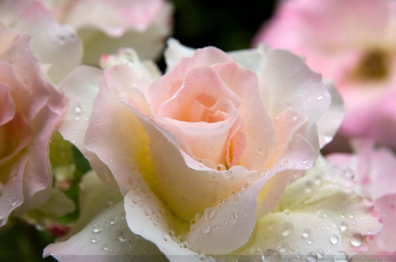 Une belle rose après la pluie
Un peu d'eau de rose ?  ;-)
Mots-clés: rose fleurs goutte_d_eau pluie st-valentin macrophoto
